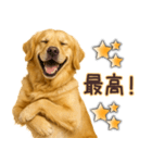 ゴールデンレトリバー☆即返信リアクション（個別スタンプ：15）