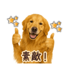 ゴールデンレトリバー☆即返信リアクション（個別スタンプ：16）