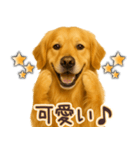 ゴールデンレトリバー☆即返信リアクション（個別スタンプ：17）