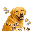 ゴールデンレトリバー☆即返信リアクション（個別スタンプ：18）