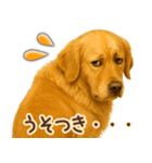 ゴールデンレトリバー☆即返信リアクション（個別スタンプ：19）