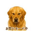 ゴールデンレトリバー☆即返信リアクション（個別スタンプ：21）