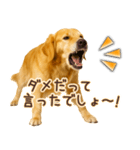 ゴールデンレトリバー☆即返信リアクション（個別スタンプ：22）