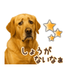 ゴールデンレトリバー☆即返信リアクション（個別スタンプ：25）