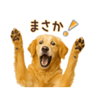ゴールデンレトリバー☆即返信リアクション（個別スタンプ：28）