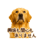 ゴールデンレトリバー☆即返信リアクション（個別スタンプ：29）
