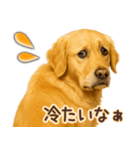 ゴールデンレトリバー☆即返信リアクション（個別スタンプ：30）