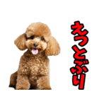 徳島阿波弁☆わんこ（個別スタンプ：1）