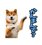徳島阿波弁☆わんこ（個別スタンプ：3）