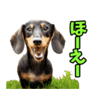 徳島阿波弁☆わんこ（個別スタンプ：4）