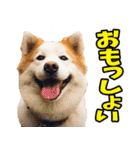 徳島阿波弁☆わんこ（個別スタンプ：7）