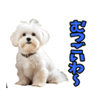 徳島阿波弁☆わんこ（個別スタンプ：9）