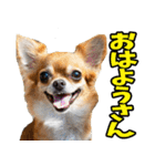 徳島阿波弁☆わんこ（個別スタンプ：11）