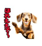 徳島阿波弁☆わんこ（個別スタンプ：21）