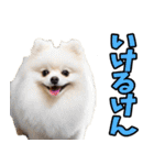 徳島阿波弁☆わんこ（個別スタンプ：29）