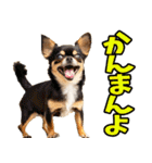 徳島阿波弁☆わんこ（個別スタンプ：30）
