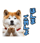 徳島阿波弁☆わんこ（個別スタンプ：35）