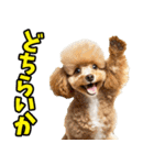 徳島阿波弁☆わんこ（個別スタンプ：36）