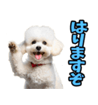 徳島阿波弁☆わんこ（個別スタンプ：38）
