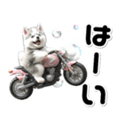 敬語♡バイク好き シベリアンハスキー（個別スタンプ：6）
