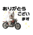 敬語♡バイク好き シベリアンハスキー（個別スタンプ：9）