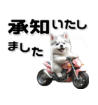敬語♡バイク好き シベリアンハスキー（個別スタンプ：11）