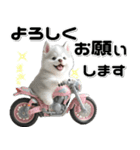 敬語♡バイク好き シベリアンハスキー（個別スタンプ：19）