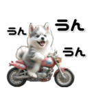 敬語♡バイク好き シベリアンハスキー（個別スタンプ：25）