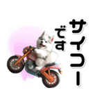 敬語♡バイク好き シベリアンハスキー（個別スタンプ：28）