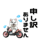 敬語♡バイク好き シベリアンハスキー（個別スタンプ：31）