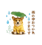 ▶動く癒しコーギーの「夏」の毎日（個別スタンプ：23）