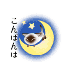 色々な猫4-1 短毛-立ち耳-シャム（個別スタンプ：7）