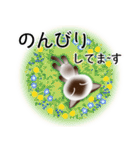 色々な猫4-1 短毛-立ち耳-シャム（個別スタンプ：19）