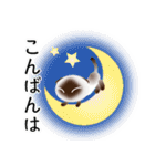 色々な猫4-2 短毛-垂れ耳-シャム（個別スタンプ：7）