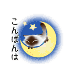 色々な猫4-3 長毛-立ち耳-シャム（個別スタンプ：7）