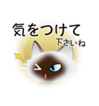 色々な猫4-3 長毛-立ち耳-シャム（個別スタンプ：14）