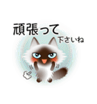 色々な猫4-3 長毛-立ち耳-シャム（個別スタンプ：16）