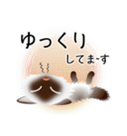 色々な猫4-3 長毛-立ち耳-シャム（個別スタンプ：18）