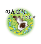 色々な猫4-3 長毛-立ち耳-シャム（個別スタンプ：19）