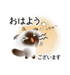 色々な猫4-4 長毛-垂れ耳-シャム（個別スタンプ：2）