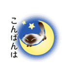 色々な猫4-4 長毛-垂れ耳-シャム（個別スタンプ：7）