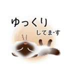色々な猫4-4 長毛-垂れ耳-シャム（個別スタンプ：18）