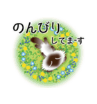 色々な猫4-4 長毛-垂れ耳-シャム（個別スタンプ：19）