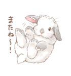 日常使い「垂れ耳うさぎ（フロスティ）（個別スタンプ：16）