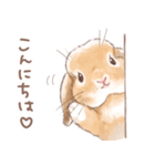 日常使い「垂れ耳うさぎ（オレンジ）」（個別スタンプ：1）