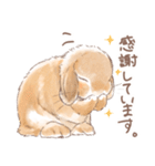 日常使い「垂れ耳うさぎ（オレンジ）」（個別スタンプ：4）