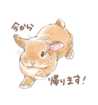 日常使い「垂れ耳うさぎ（オレンジ）」（個別スタンプ：6）