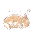 日常使い「垂れ耳うさぎ（オレンジ）」（個別スタンプ：13）