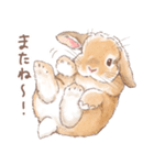 日常使い「垂れ耳うさぎ（オレンジ）」（個別スタンプ：16）