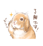日常使い「垂れ耳うさぎ（オレンジ）」（個別スタンプ：23）